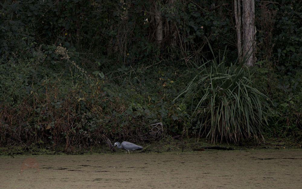 A white faced heron wades through a pond looking for food