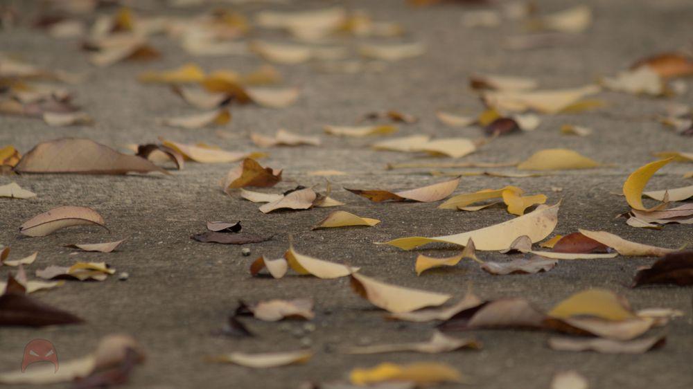 The image showcases a close-up view of a sandy ground covered in fallen gold and brown leaves. The shallow depth of field focuses on the foreground, creating a warm and textured scene. The lighting is soft, highlighting the leaves' natural hues.