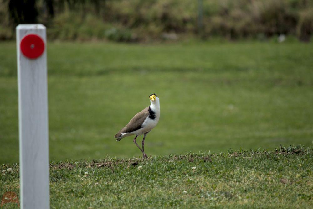 A Masked Lapwing looks directly at the camera