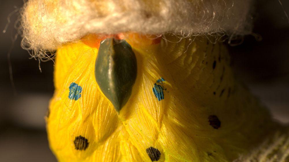 An image of the face of a plastic toy bird. Its eyes are obscured by a small beanie. Its beak it's dark green and its feathers are yellow with black and blue dots