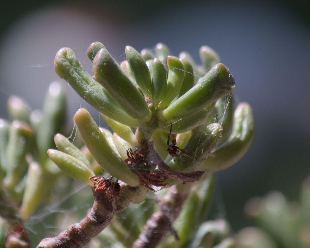 A photograph of a Succulent. It's leaves glistening in the sun