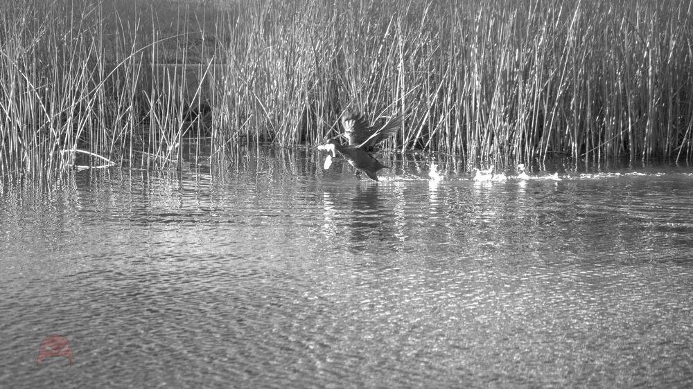 A duck is running across a placid pond, a slice of bread gripped tightly in its beak