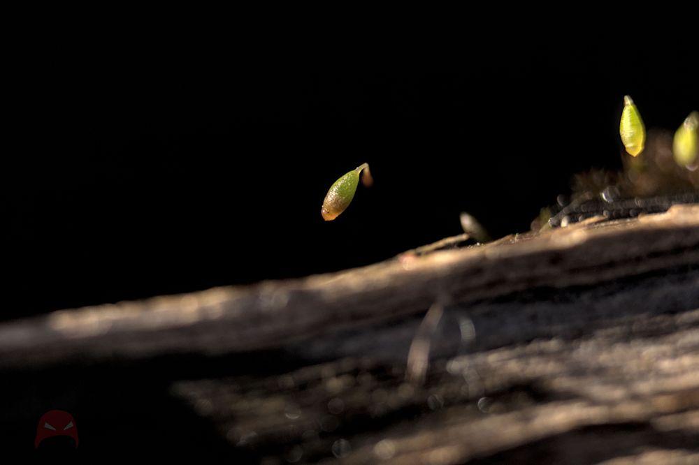 ollama Icon  The image shows a bright green seed floating against a dark background. It appears to be suspended in mid-air, creating a sense of movement. The contrast between the seed and the dark background adds to the image’s visual impact.