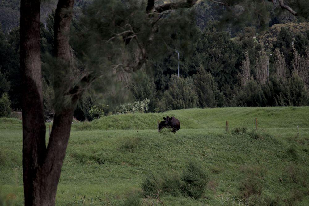 A field covered in deep green grass. In the foreground, slightly out of focus on the left is a tree, in the middle ground we see two cows, one is looking at the viewer. In the background there is a small forest of trees