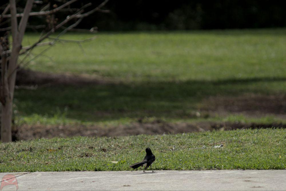 A small black and white bird is standing on a footpath. Its head is turned one way while the rest of its body faces another