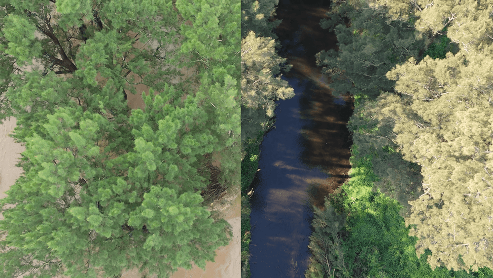 An split overhead view of a creek. On the left side a large tree dominates the picture, the ground is completely covered in dirty brown water. On the right the rivulet can be clearly seen within its normal banks.
