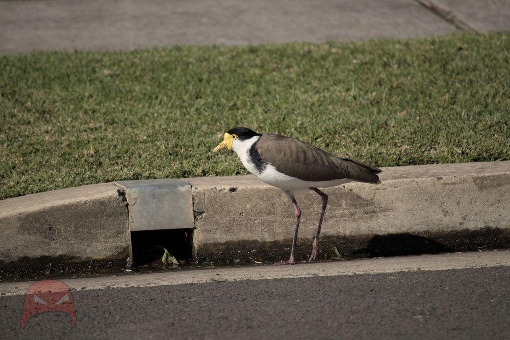 Plover in the Gutter