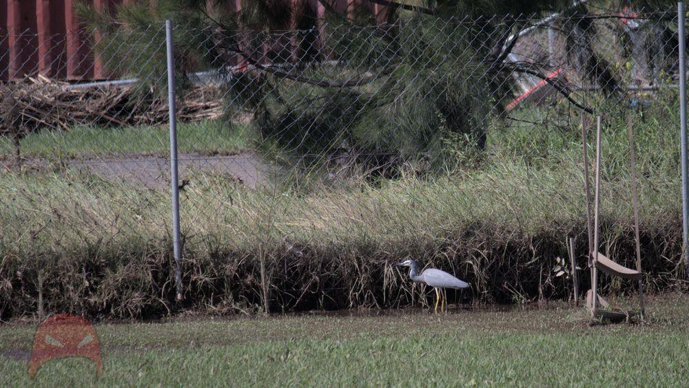 White faced Heron checking out post storm pickings