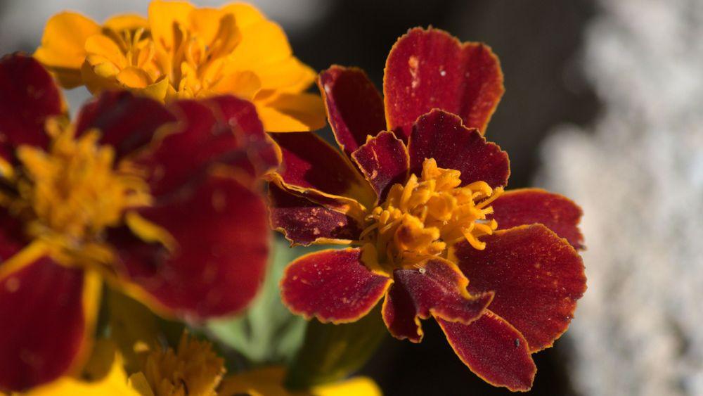 A close up of a red and yellow flower