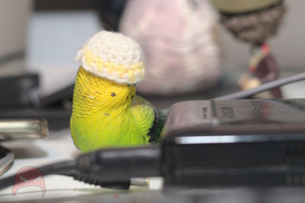 A plastic budgie sits in the midground wearing a tiny beanie