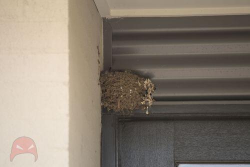 Swallow nest going into its second spring