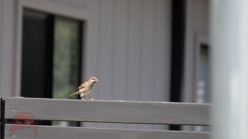 House Sparrow surveys the world