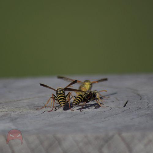 Wasp on wasp action