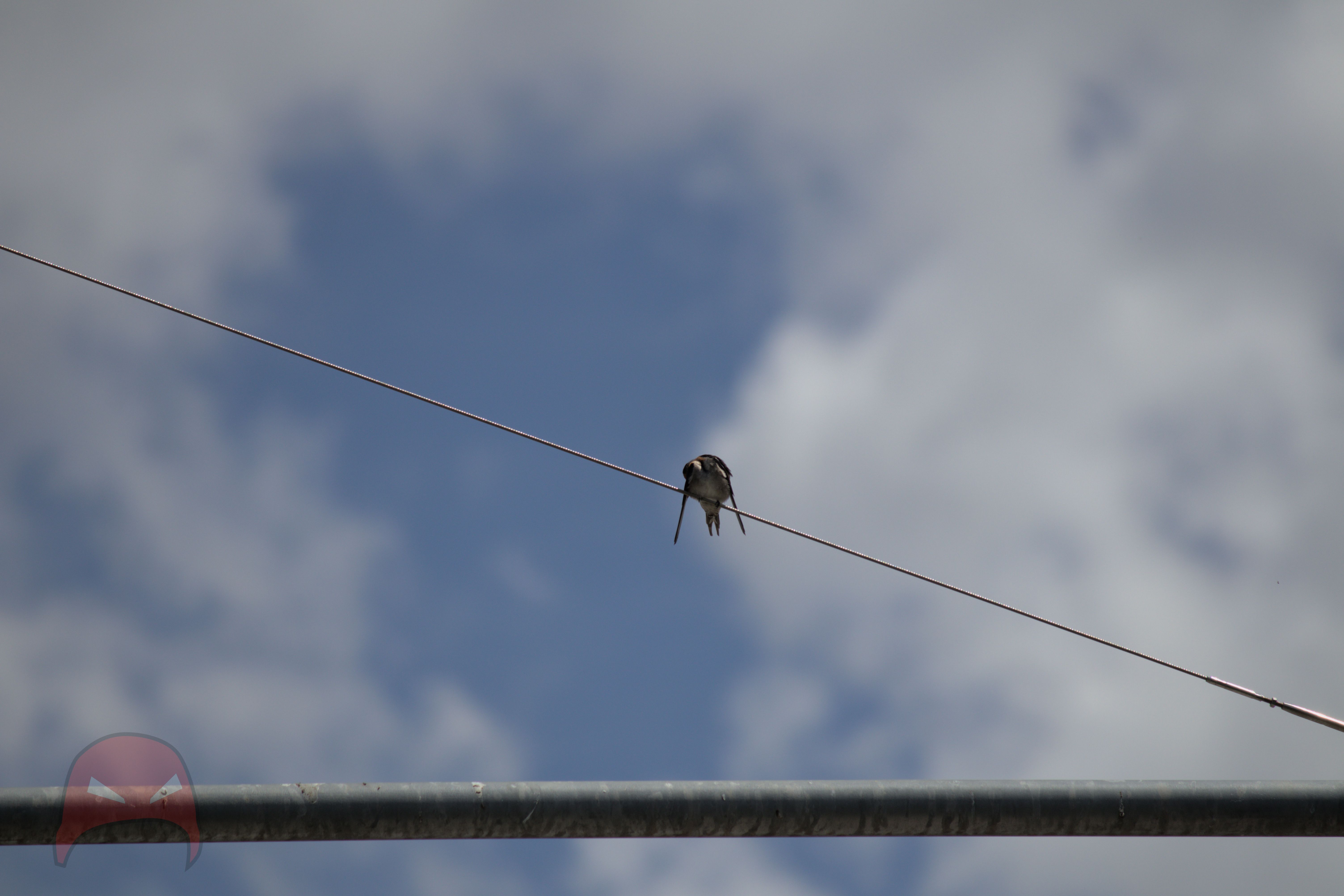 A swallow sits on a wire. Its wings are slightly out to balance itself and it has turned its head so that it can have a scratch. This gives it the appearance of having no head