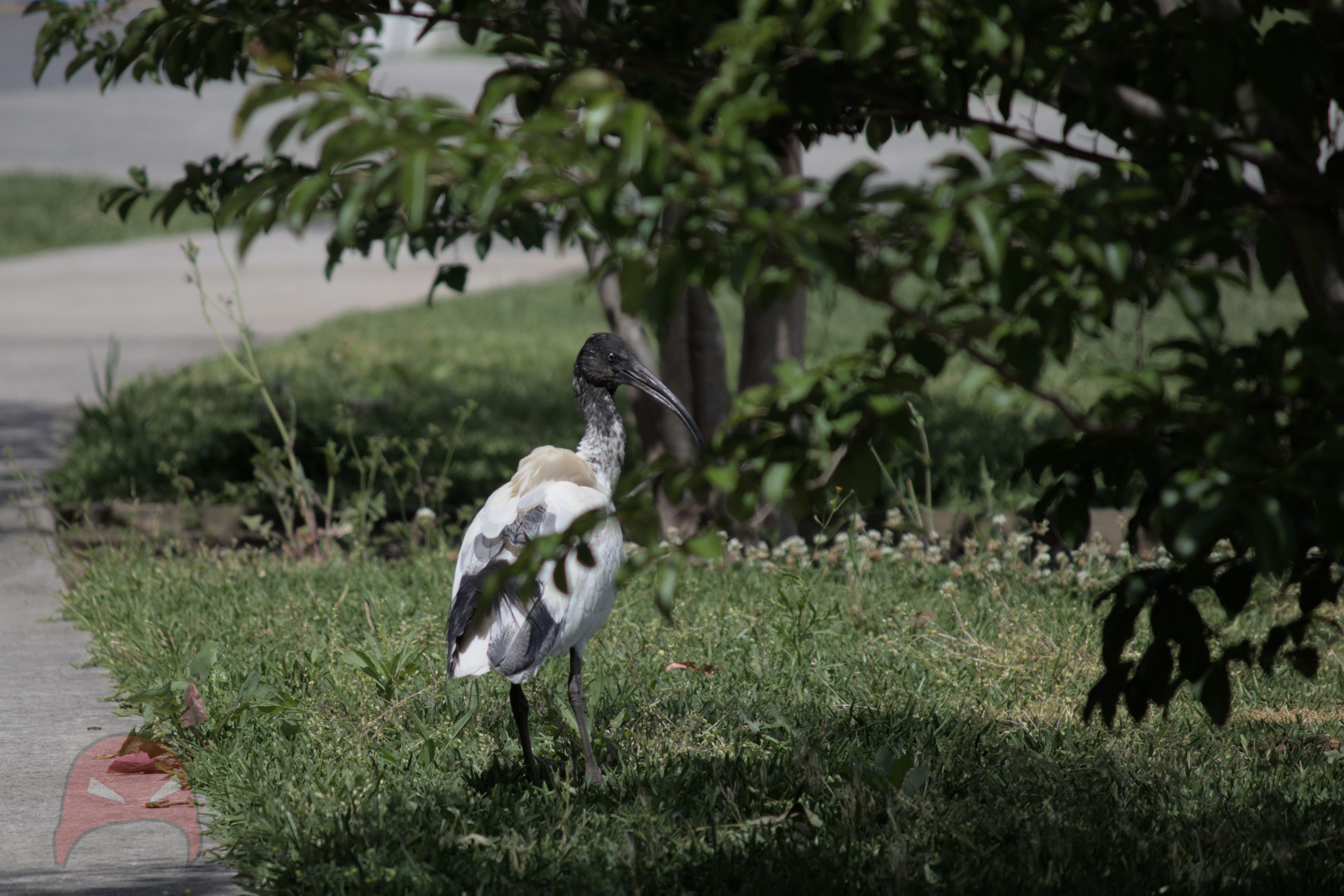 An Ibis is walking along the grass next to a footpath. It's looking to the right of the image. In the foreground is a small branch partly obscuring the bird