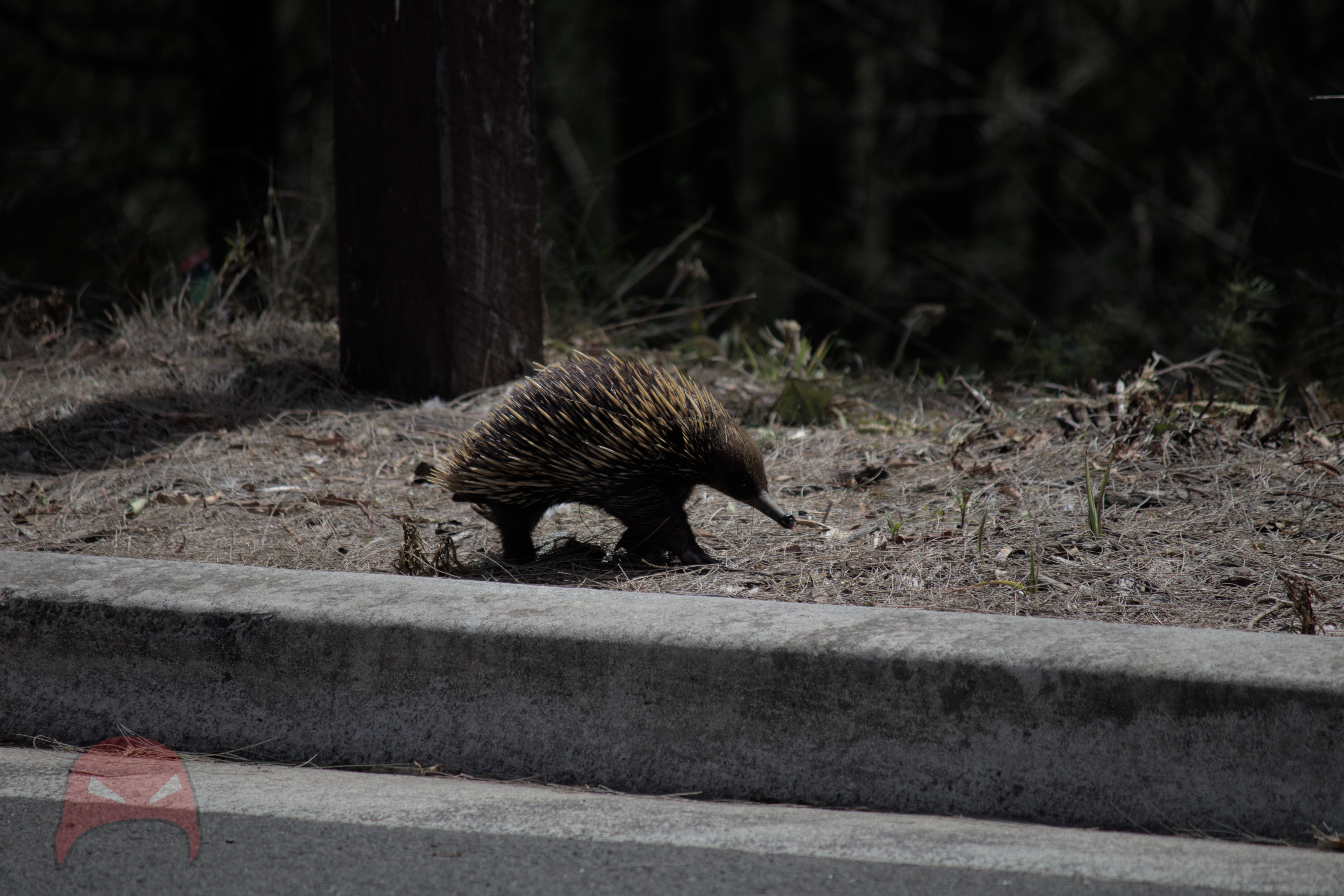 An Echidna is shuffling across the undergrowth next to a road.