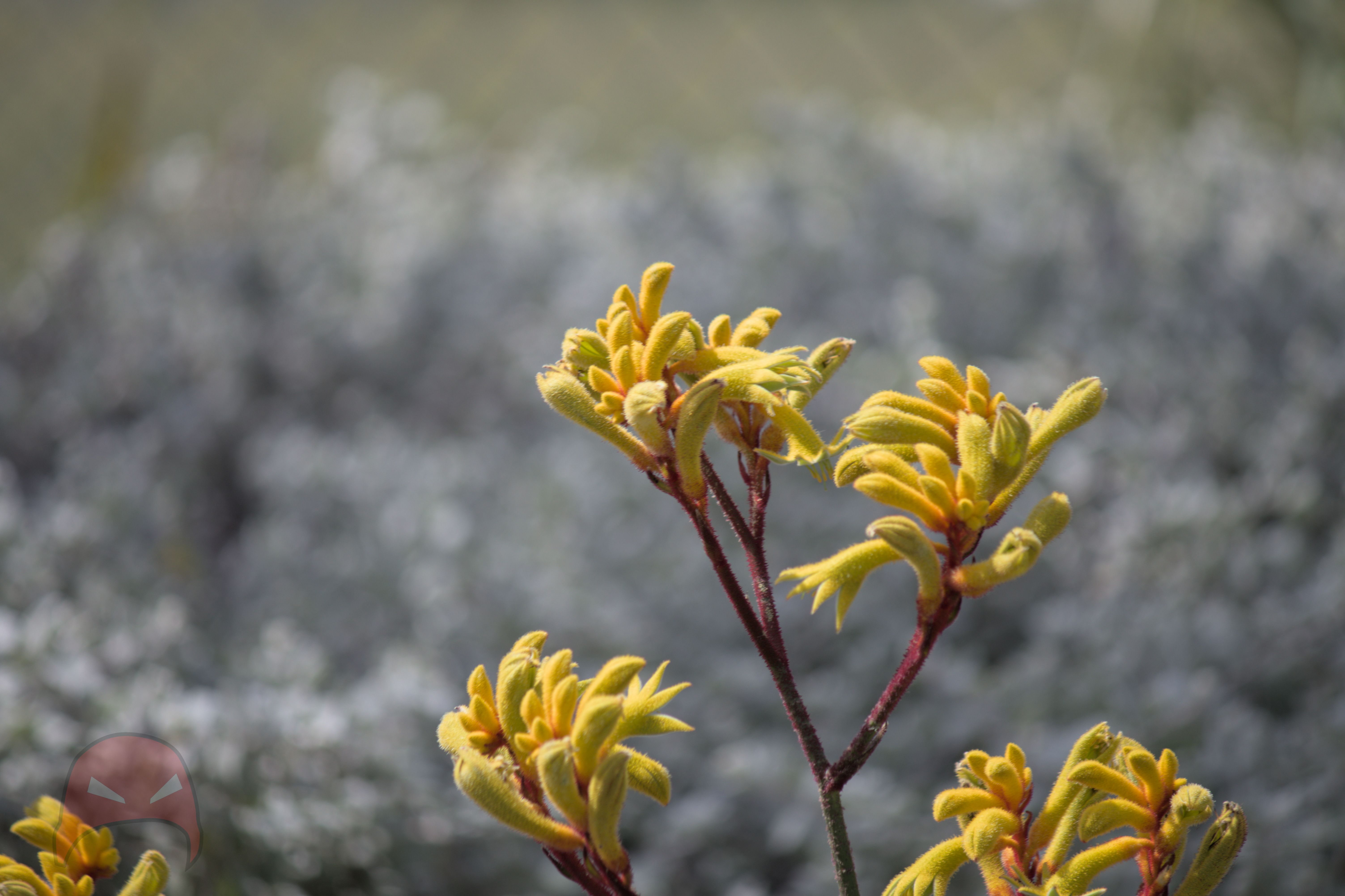 Several bunches of bright yellow Kangaroo Paw flowers  sit against a background of grey ground cover