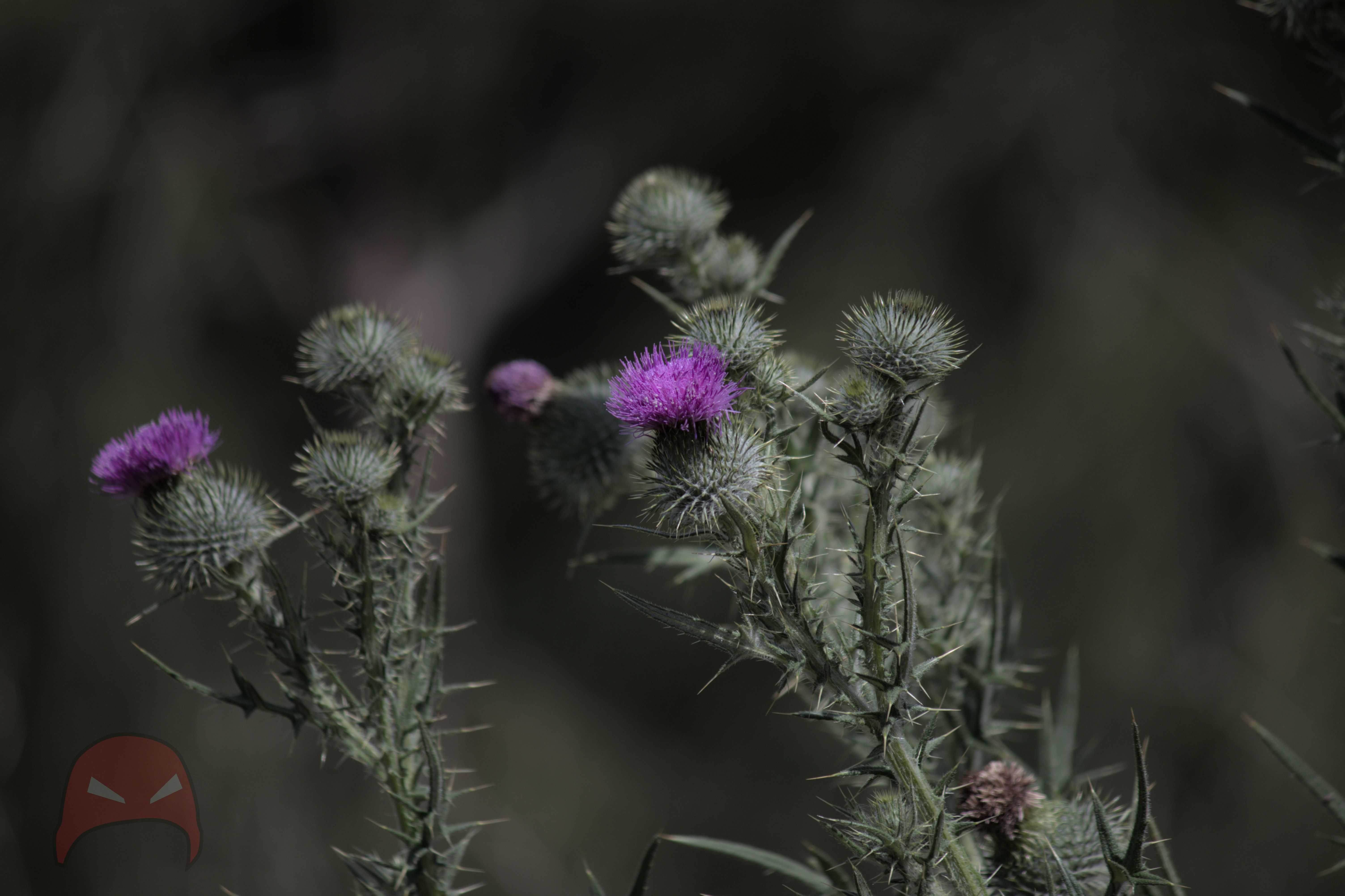 A picture of Scotch Thistle. Centred in the image is a thistle bulb with a deep purple flower.