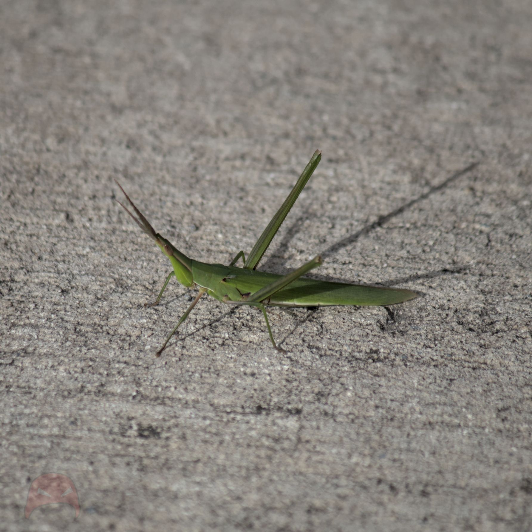 The photo shows a single green grasshopper perched on the ground.  The background is a plain grey concrete surface, indicating an urban or suburban setting.