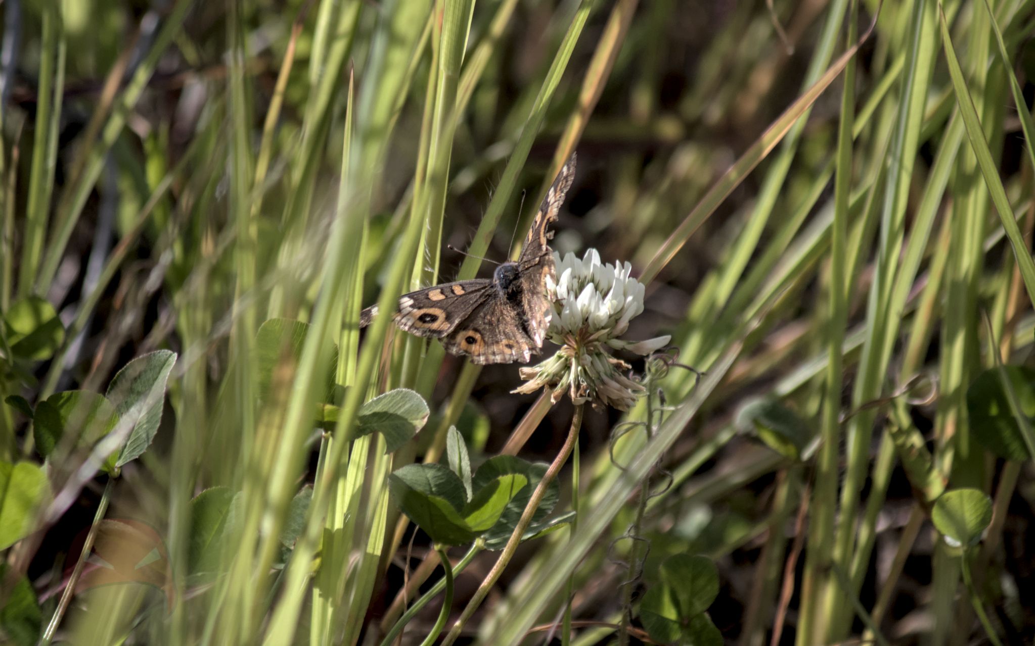 A brown butterfly or moth sits on a small white flower amongst the grass