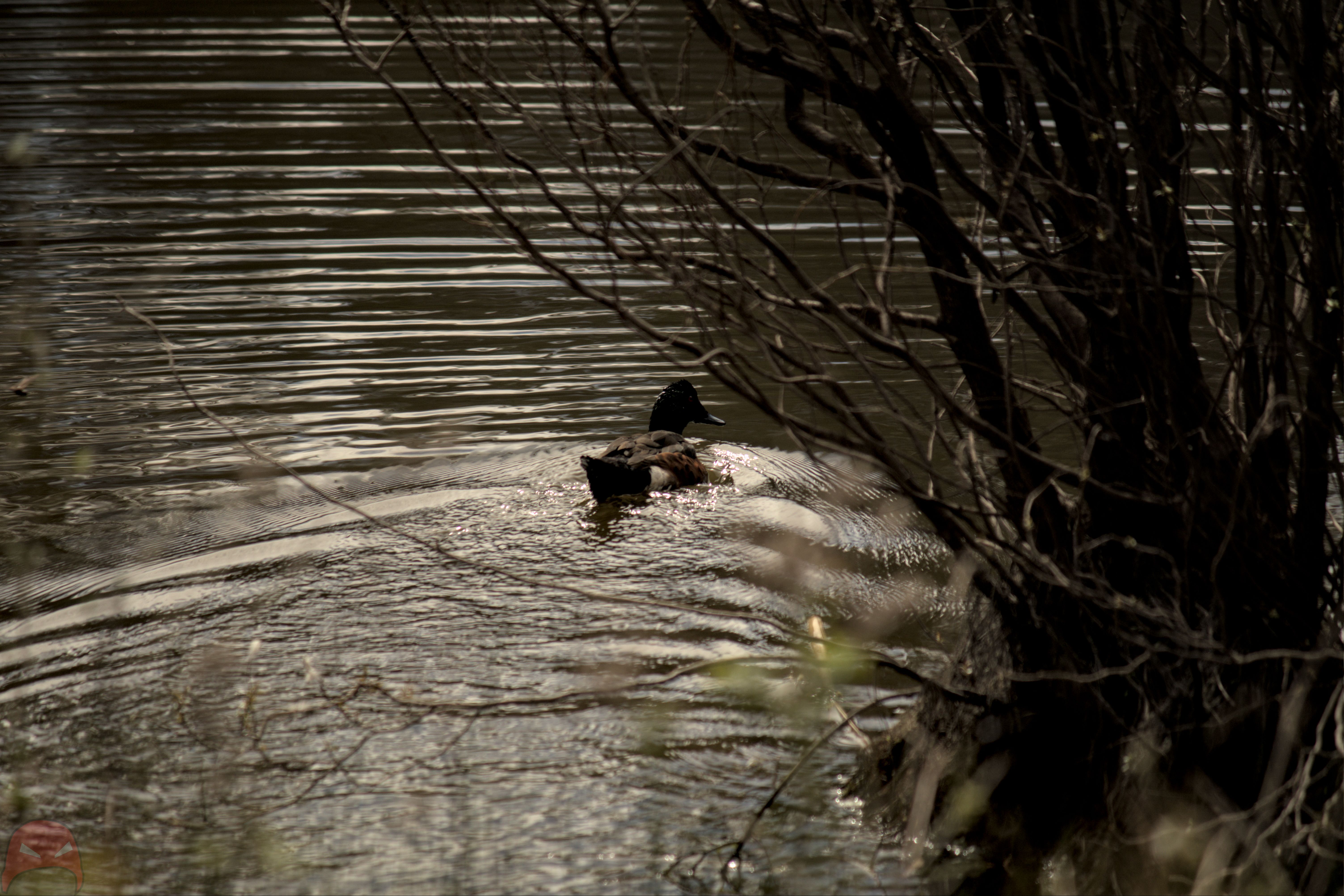 A dark brown duck can just be seen paddling across a dark pond