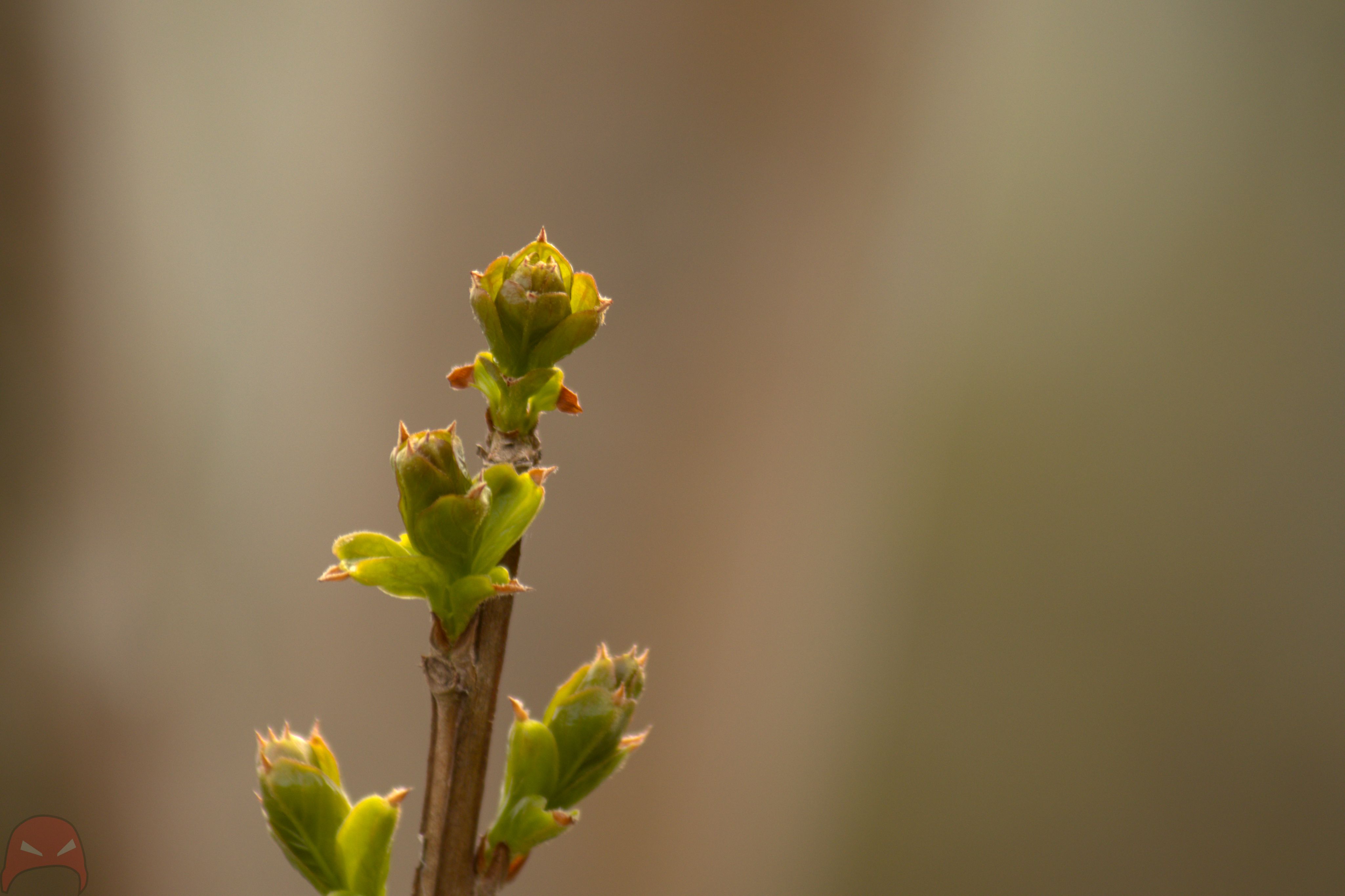 A close up photo of budding leaves against a blurry background