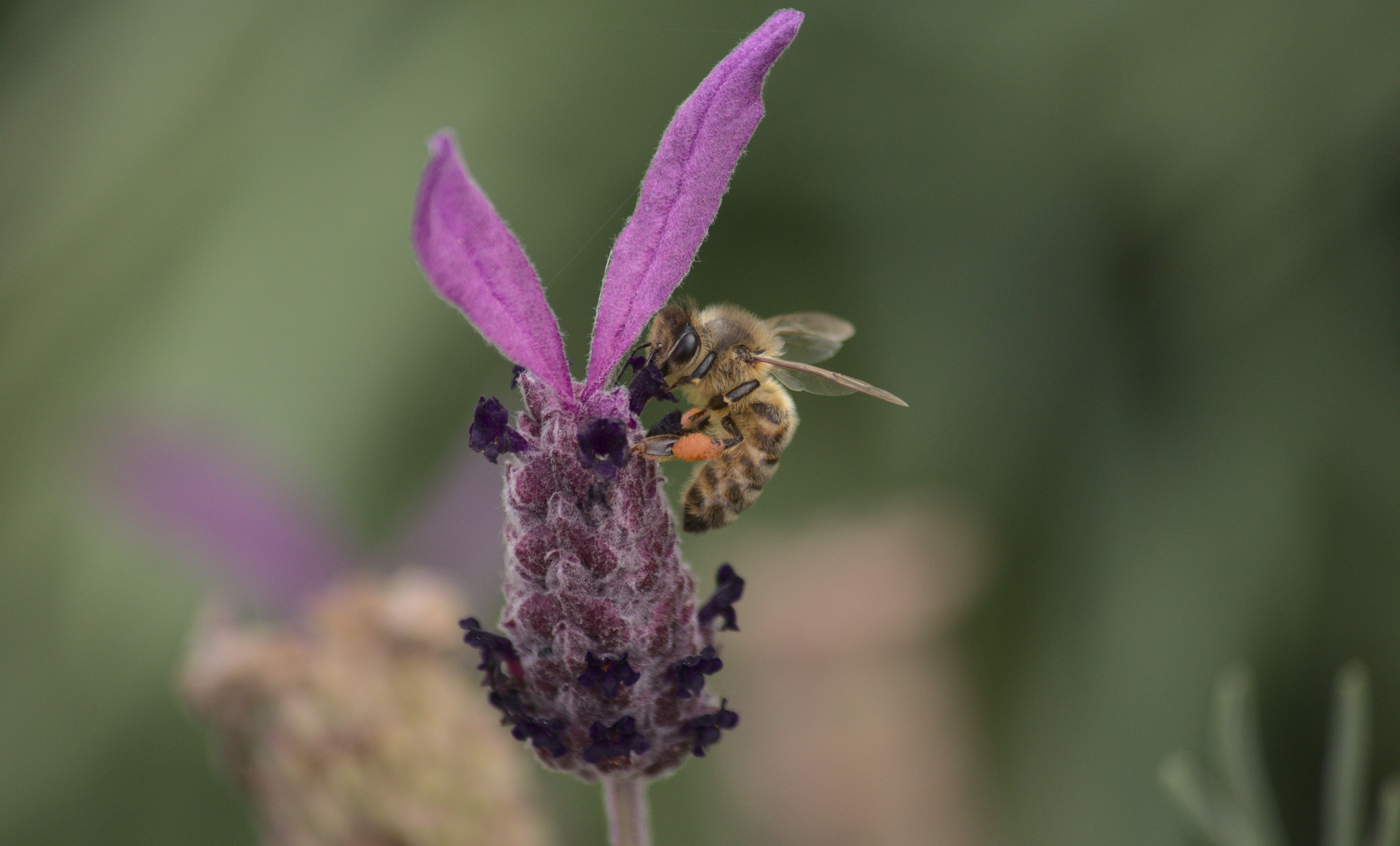 A bee feeds on the nectar of a flower