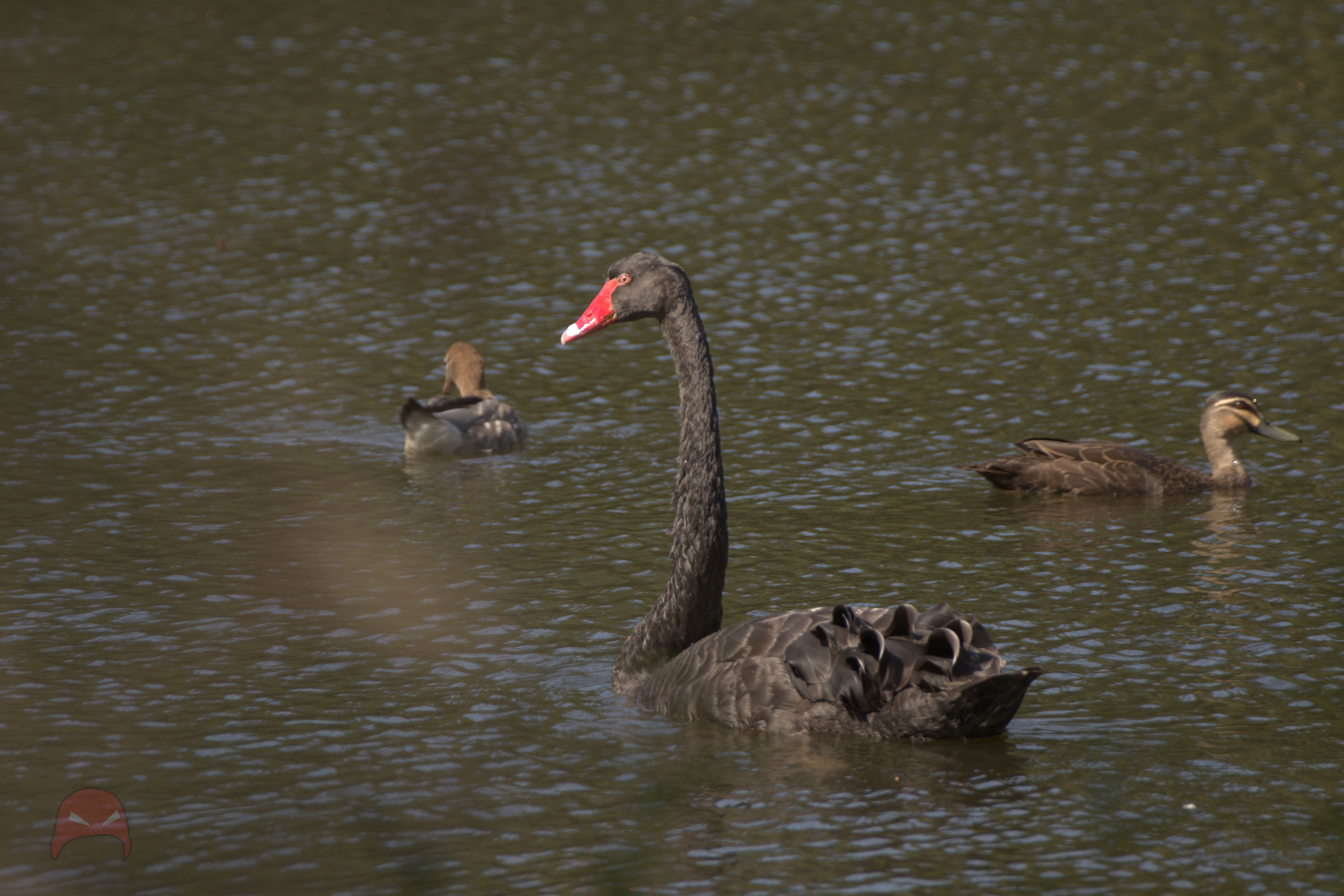 A Black Swan swims on a green pond. In the background are two ducks swimming in different directions