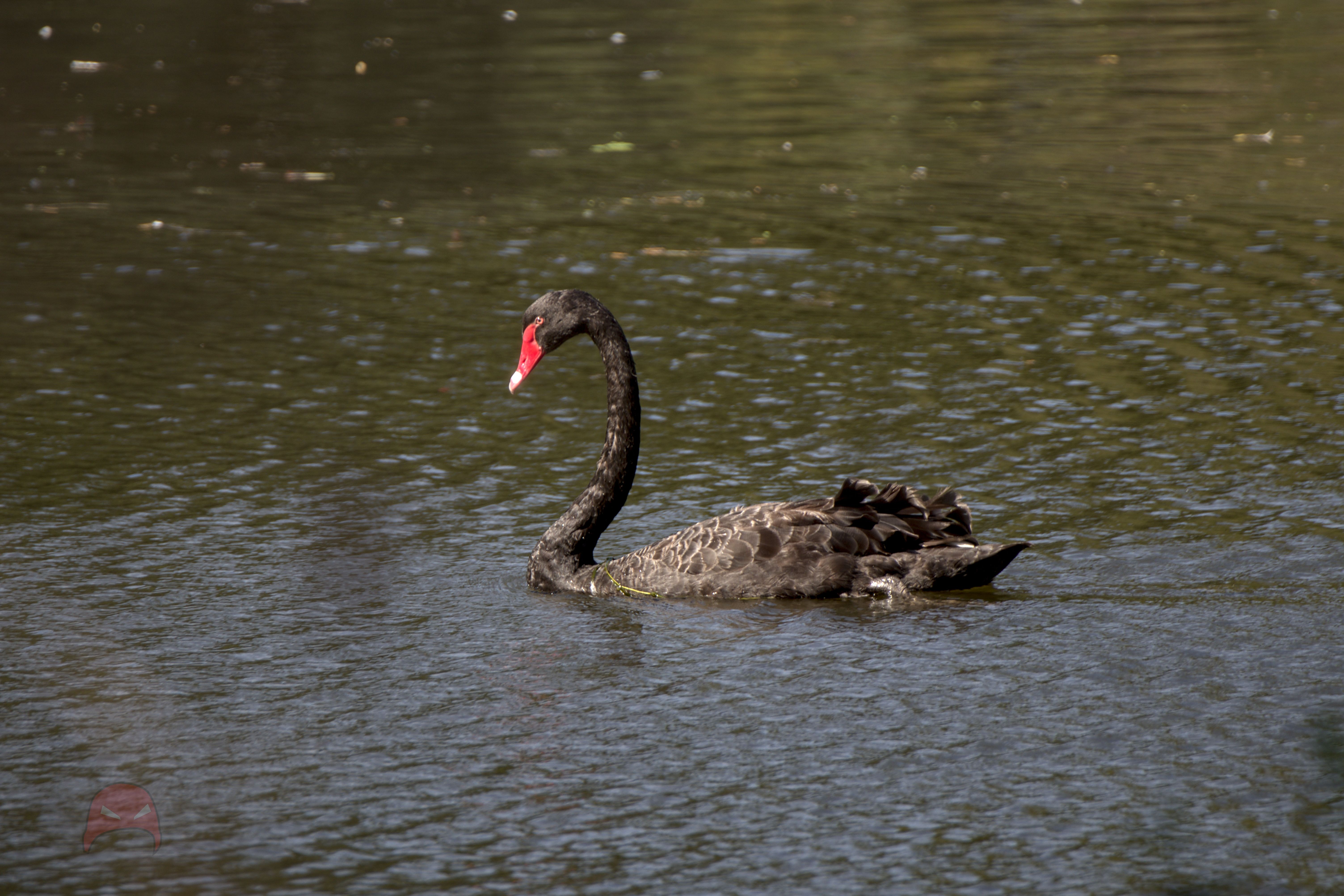 A black swan swims on a green pond. It is broadside to the camera giving an excellent view of its plumage and bright red beak
