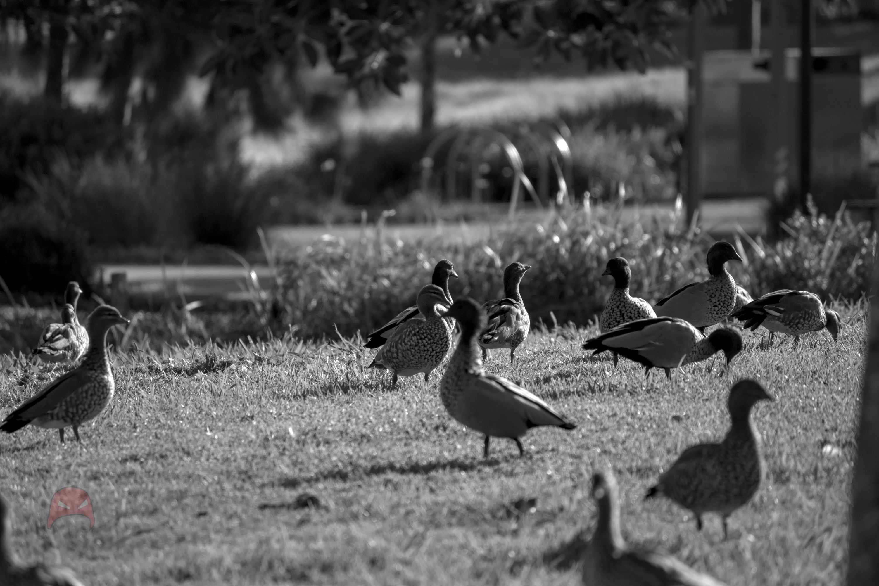 A black and white photograh of a flock of ducks going about their day. Some are walking, some are grazing, some are just sitting around relaxing.
