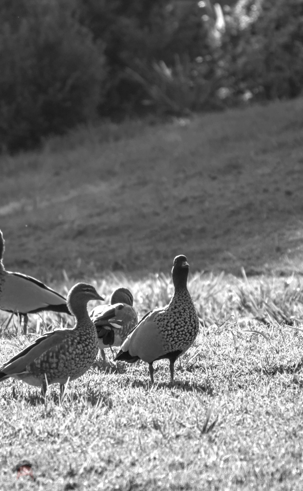 A black and white vertical photo. In the foreground are three ducks, the furthest right is standing tall and looking towards the camera. The one in the middle is preening itself and the one to the left is just starting off to the right